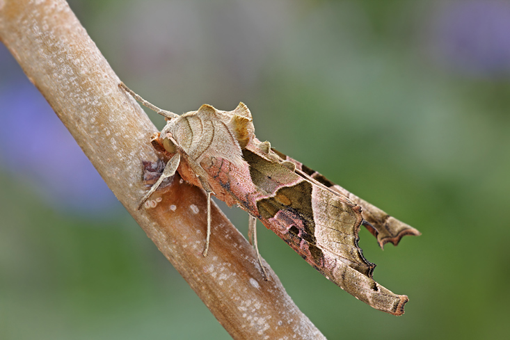 Noctuidae, Phlogophora meticulosa?